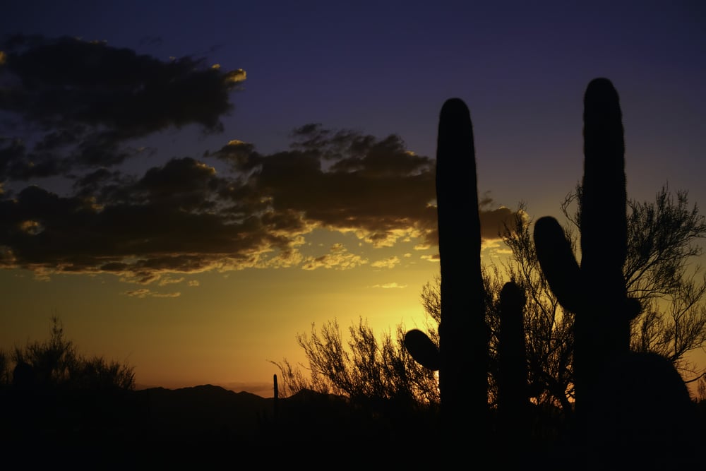 Arizona sunset: Saguaro cactus (binomial name: Carnegiea gigantea) in silhouette in Saguaro National Park West, Tucson, Arizona, with copy space at left