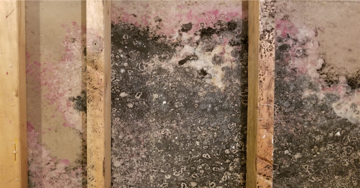 Keeping Building Materials Mold Free